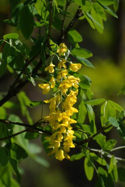 Altın yağmur veya Laburnum (lat. Laburnum)