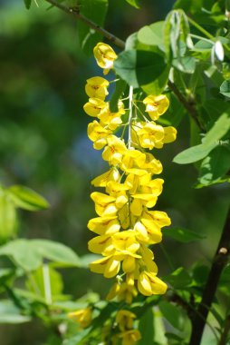 Altın yağmur veya Laburnum (lat. Laburnum)