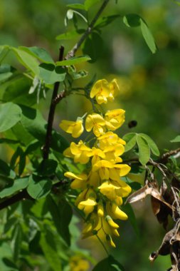 Altın yağmur veya Laburnum (lat. Laburnum)