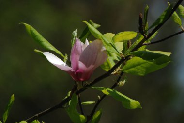 Magnolia, manolya familyasından büyük bir bitki cinsidir.