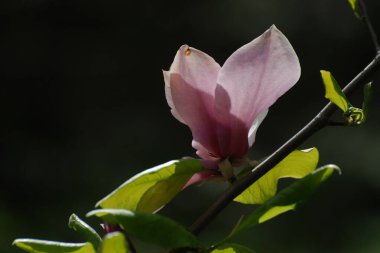 Magnolia, manolya familyasından büyük bir bitki cinsidir.