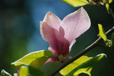 Magnolia, manolya familyasından büyük bir bitki cinsidir.