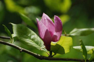 Magnolia, manolya familyasından büyük bir bitki cinsidir.