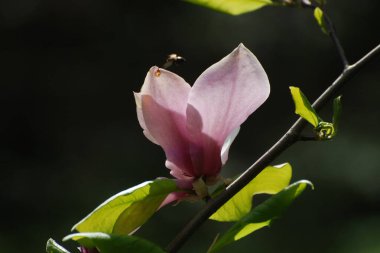 Magnolia, manolya familyasından büyük bir bitki cinsidir.