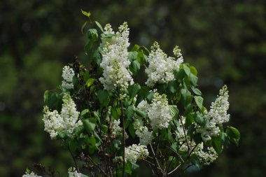 Sıradan yaban domuzu (Şırınga bayağılığı)) 