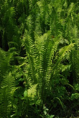  Eğreltiotları (Polypodiopsida) eğreltiotu benzeri bir bitki türüdür.
