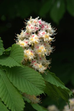 Chestnut (Castanea Tourn), kayın familyasından bir yaprak ağacı cinsidir.