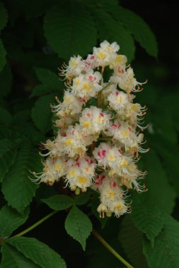 Chestnut (Castanea Tourn), kayın familyasından bir yaprak ağacı cinsidir.