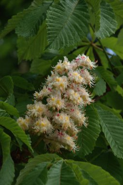 Chestnut (Castanea Tourn), kayın familyasından bir yaprak ağacı cinsidir.