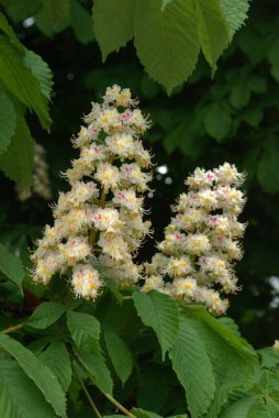 Chestnut (Castanea Tourn), kayın familyasından bir yaprak ağacı cinsidir.