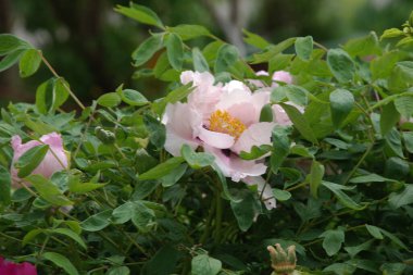 Asteraceae, blue, cornflower, flower, flower, flower, green, herbaceous, Mountain Cornflower, always nial, flower, plant, stem, wild plant