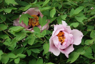 Asteraceae, blue, cornflower, flower, flower, flower, green, herbaceous, Mountain Cornflower, always nial, flower, plant, stem, wild plant