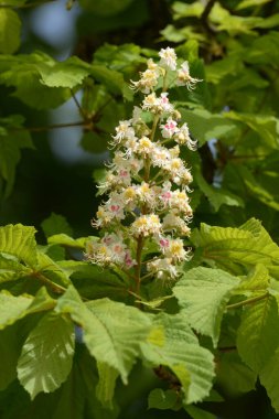 Chestnut (Castanea Tourn), kayın familyasından bir yaprak ağacı cinsidir.