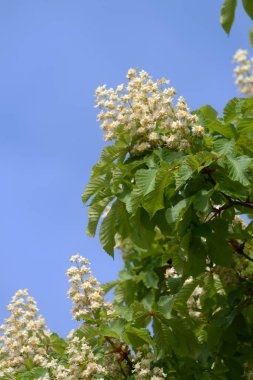 Chestnut (Castanea Tourn), kayın familyasından bir yaprak ağacı cinsidir.