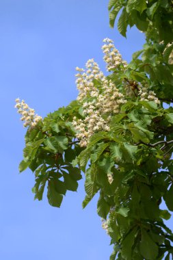 Chestnut (Castanea Tourn), kayın familyasından bir yaprak ağacı cinsidir.
