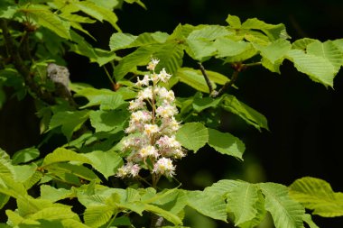 Chestnut (Castanea Tourn), kayın familyasından bir yaprak ağacı cinsidir.