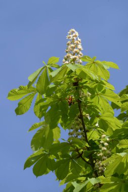 Chestnut (Castanea Tourn), kayın familyasından bir yaprak ağacı cinsidir.