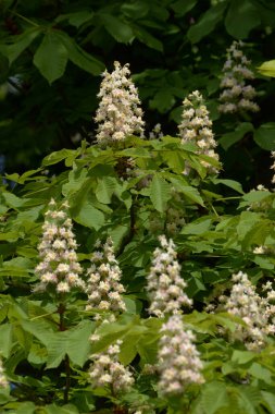 Chestnut (Castanea Tourn), kayın familyasından bir yaprak ağacı cinsidir.