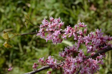 Kanada Yahuda Ağacı, Kanada Cercis