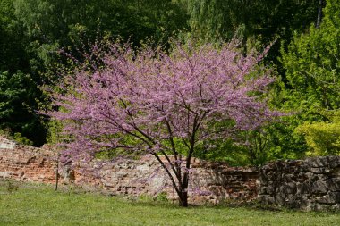 Kanada Yahuda Ağacı, Kanada Cercis