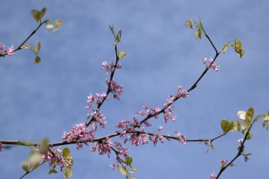 Kanada Yahuda Ağacı, Kanada Cercis