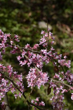 Kanada Yahuda Ağacı, Kanada Cercis