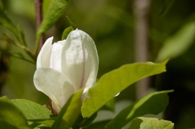Magnolia, manolya familyasından büyük bir bitki cinsidir.