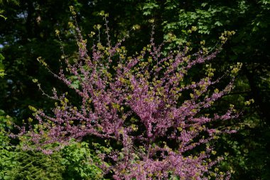 Kanada Yahuda Ağacı, Kanada Cercis
