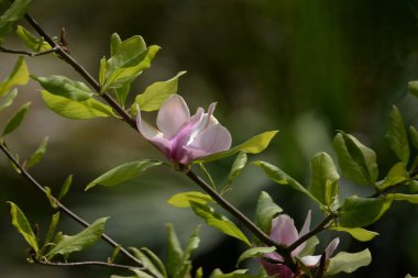 Magnolia, manolya familyasından büyük bir bitki cinsidir.