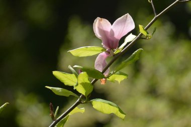 Magnolia, manolya familyasından büyük bir bitki cinsidir.
