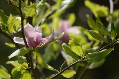 Magnolia, manolya familyasından büyük bir bitki cinsidir.