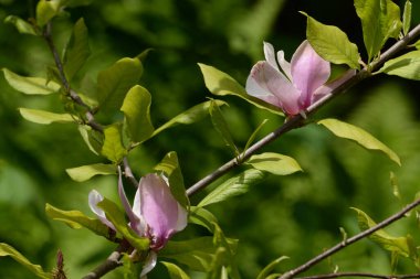 Magnolia, manolya familyasından büyük bir bitki cinsidir.