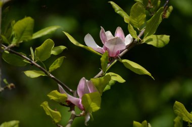 Magnolia, manolya familyasından büyük bir bitki cinsidir.
