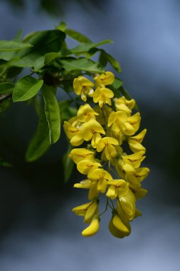 Altın yağmur veya Laburnum (lat. Laburnum)