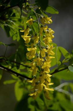 Altın yağmur veya Laburnum (lat. Laburnum)