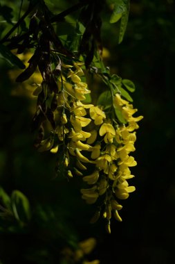 Altın yağmur veya Laburnum (lat. Laburnum)