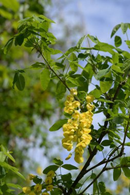 Altın yağmur veya Laburnum (lat. Laburnum)