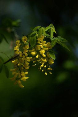 Altın yağmur veya Laburnum (lat. Laburnum)