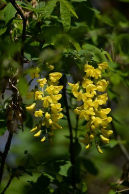 Altın yağmur veya Laburnum (lat. Laburnum)