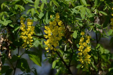 Altın yağmur veya Laburnum (lat. Laburnum)