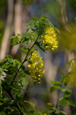Altın yağmur veya Laburnum (lat. Laburnum)