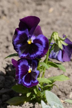 Üç renkli menekşe, vahşi nonoş (Viola üç renkli L.)