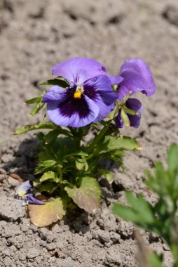 Üç renkli menekşe, vahşi nonoş (Viola üç renkli L.)