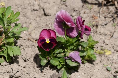 Üç renkli menekşe, vahşi nonoş (Viola üç renkli L.)