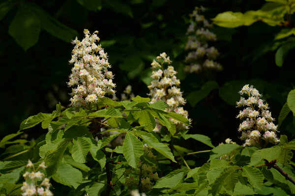 Каштан (Castanea Tourn) - род лиственных деревьев семейства буков.