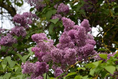 Sıradan yaban domuzu (Şırınga bayağılığı)) 