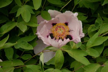 Asteraceae, blue, cornflower, flower, flower, flower, green, herbaceous, Mountain Cornflower, always nial, flower, plant, stem, wild plant