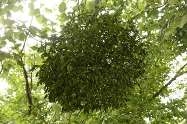 Ökseotu, Ivilga (Viscum) - Santal ailesinin yarı asalak çalılarının cinsi - Loranthaceae 