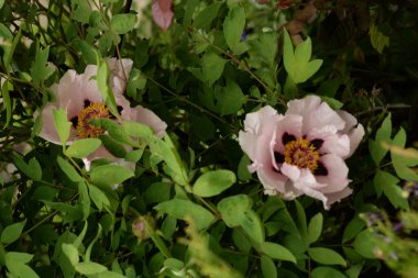 Asteraceae, blue, cornflower, flower, flower, flower, green, herbaceous, Mountain Cornflower, always nial, flower, plant, stem, wild plant