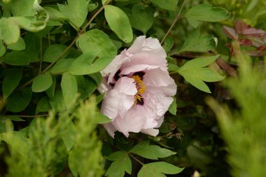 Asteraceae, blue, cornflower, flower, flower, flower, green, herbaceous, Mountain Cornflower, always nial, flower, plant, stem, wild plant